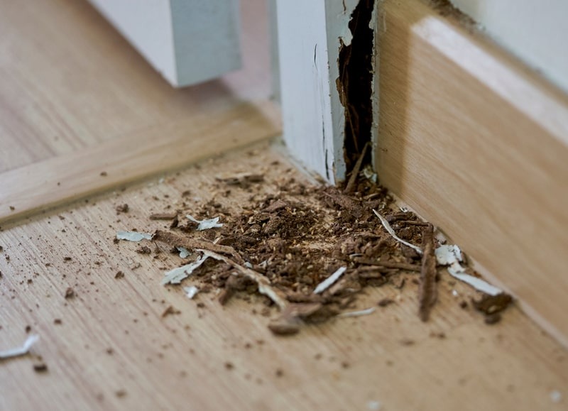 Termite Treatment