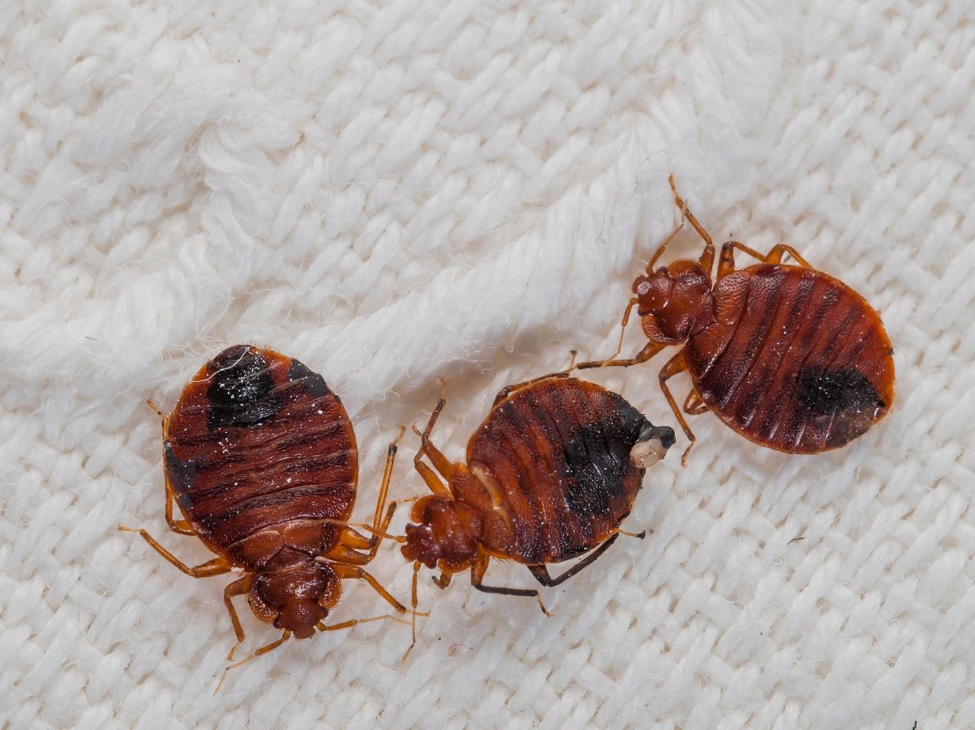 Bed Bugs Treatment